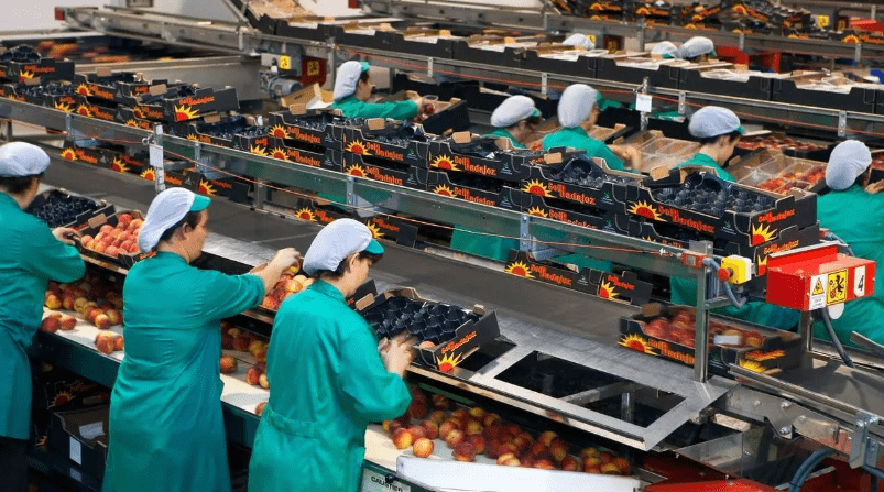 extremadura-busca-personal-para-trabajar-en-la-campana-de-fruta-2025
