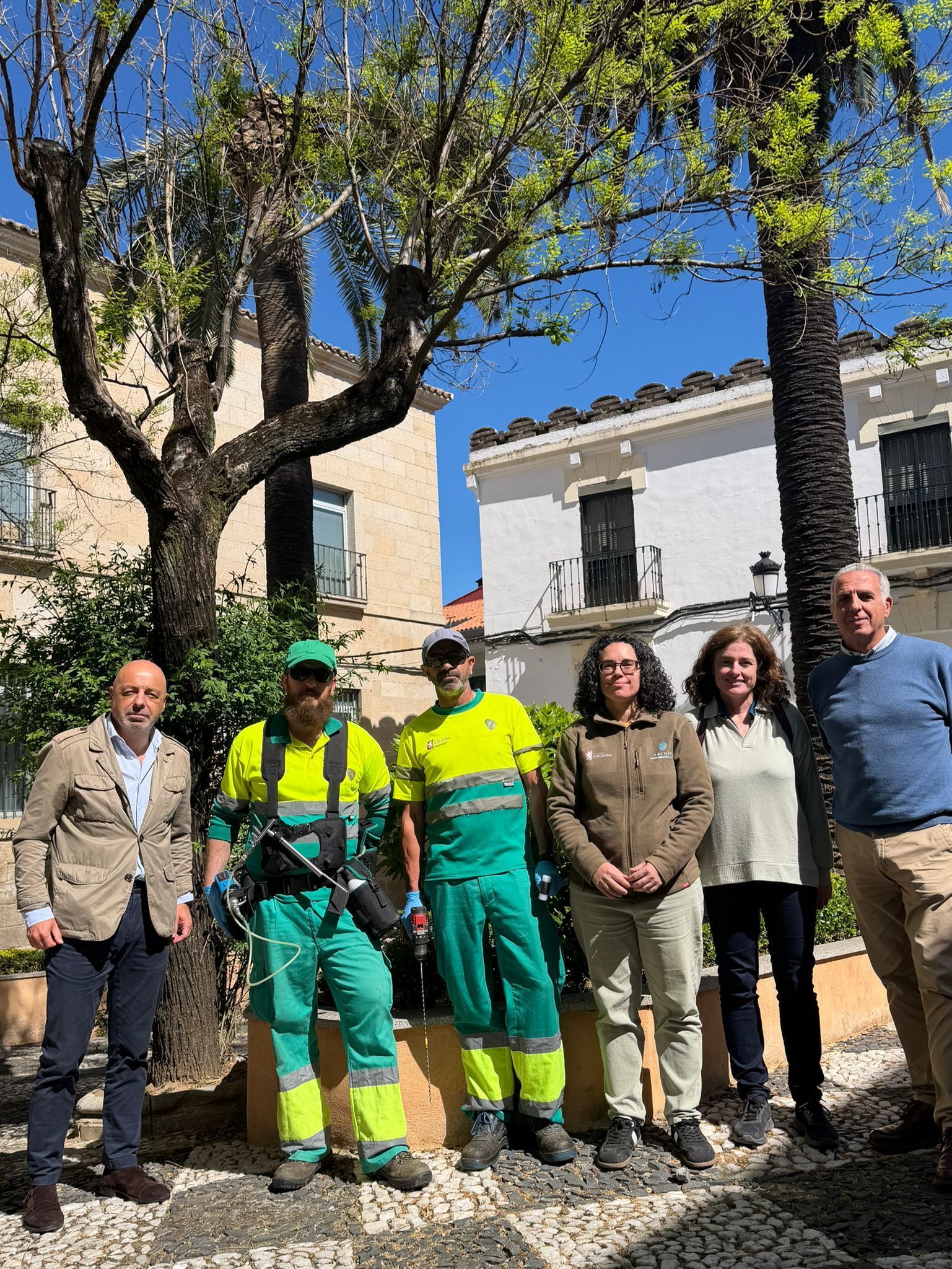 el-ayuntamiento-de-caceres-inicia-un-tratamiento-de-ultima-generacion-para-proteger-las-palmeras-municipales-frente-al-picudo-rojo